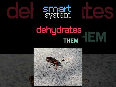 Why Bed Bugs Keep Coming Back and How to Stop Them