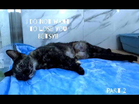 We Didn't Know If She'd Survive... But Will Betsy the Cat Recover?