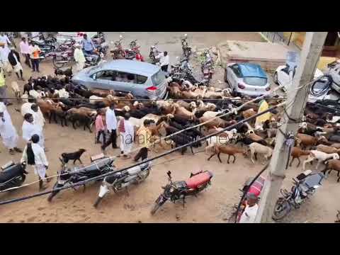 Bagalkot: ಸರ್ಕಾರದ ವಿರುದ್ಧ ಕುರಿಗಾಹಿಗಳ ಆಕ್ರೋಶ! #siddaramaiah #dkshivakumar #bagalkot