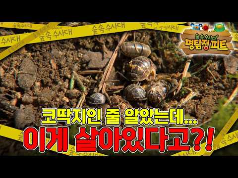 😱｜명탐정 피트｜키즈｜[<strong>EBS놀이터</strong>]