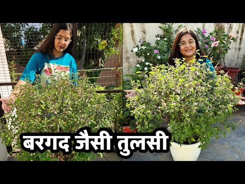 🔴TULSI तुलसी का पौधा घना और स्वस्थ कैसे बनाएं/TULSI HEALTHY FOR YEARS LIKE BARGAD #tulsiplant #tulsi