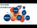 Pyruvate Oxidation and Krebs Cycle