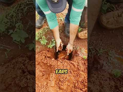 Boy Discovers A Mysterious Creature In A Hole #shortsvideo