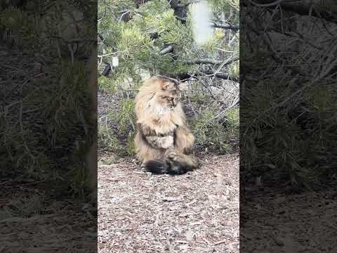 Roo Roo Catching her first snowflake of the season :) :) #cat