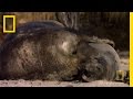 Elephant Seals on the Falkland Islands
