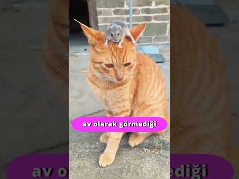 Kediler kedi olduklarını bilir mi ?