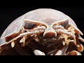 Giant Isopod Characteristics and Behavior