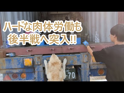 ゴールデンレトリバーのティトと共に過ごす日々の成長と楽しみ サムネイル