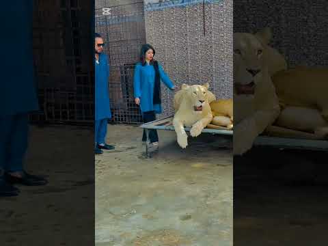 lion ha cat nhi#animals 😎😱🎉💪💯 #funnyclips #ytshorts #lion