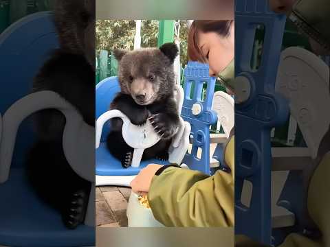 道路で孤独な子グマを発見!優しい家族が愛情込めて育てた物語