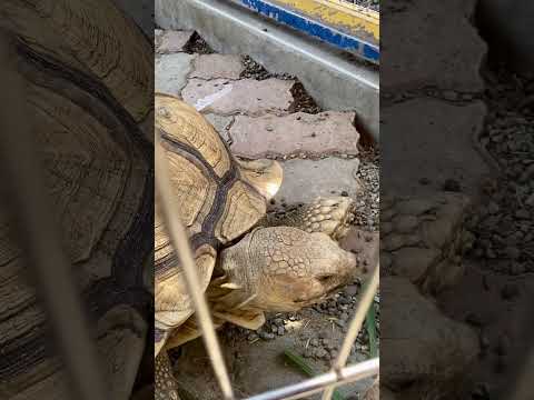 看陸龜吃東西超療癒🥰