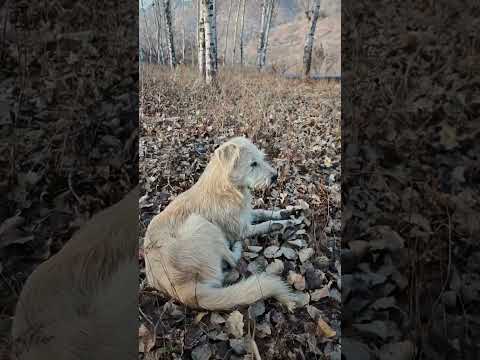 king charles brought widow's peak to familiarize himself with the new area. Lying on thick foliage