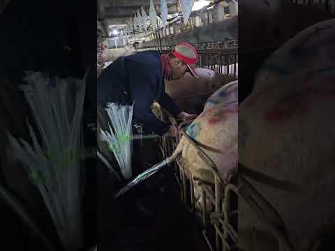 How to do it?  #subscribe #pigging #farming #pig #pighusbandry #piggy #piglet #shorts #india #short