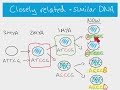 Evolutionary Relationships and DNA Analysis