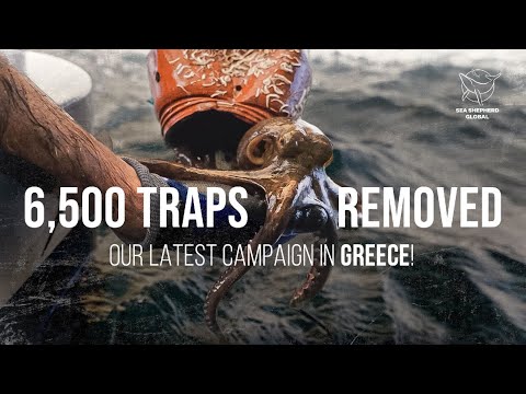 6,500 Traps Removed: Our Latest Campaign in Greece