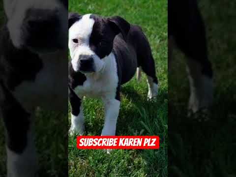 #pitbull #dog #sabse #khatarnak #dog #qusmat #song