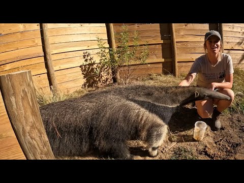 What Makes Bumi the GIANT Anteater So Unique?