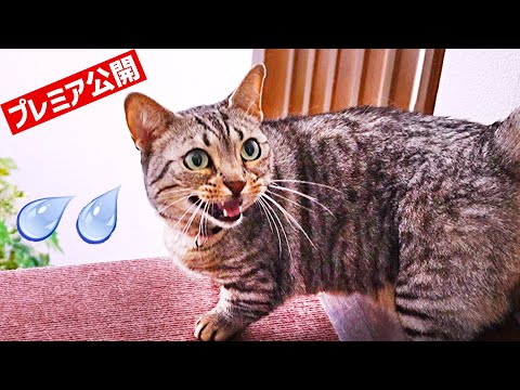 ほとんど家の中を探検したことない猫はプチパニックだった！