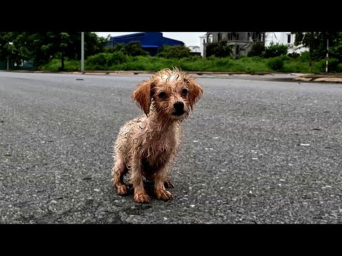 Cute Dog Abandoned In The Woods, He Gets Rescued And Can't Stop Jumping For Joy