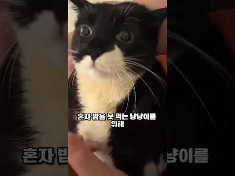 냥이에게 밥을 입까지 가져다 주는 이유