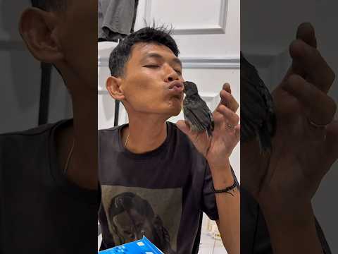 Si cusmin punya sangkar baru #ebiwirawan