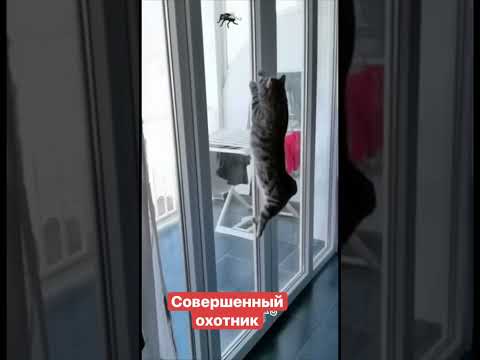 Совершенный охотник, пока  ты с газетой бегаешь и не попадаешь по мухе