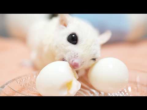 うずらの卵を爆食するモモンガ達