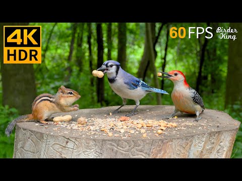 Cat TV for Cats to Watch 😺 Endless Chipmunks, Birds, Squirrels 🐿 Cat Games 4K HDR 60FPS