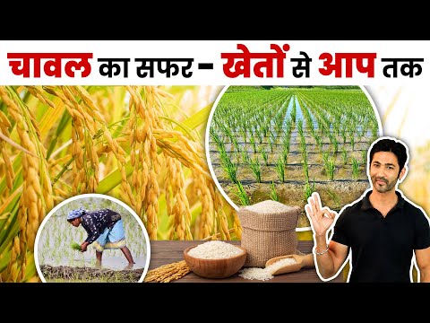 धान की खेती: चावल का खेत से थाली तक का सफर | Complete Rice Farming Guide in Hindi