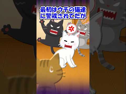 【2ch】ある朝、ウチの猫達が妙にピリついてた…【アニマル】 #Shorts