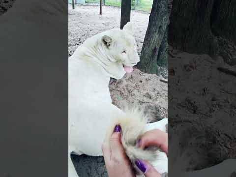 Floofy Tails
