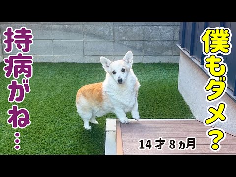 モナに続いてノエルも猶予対象になりました【シニア犬の一日】