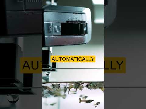 How do you feed your aquarium fish while on vacation?