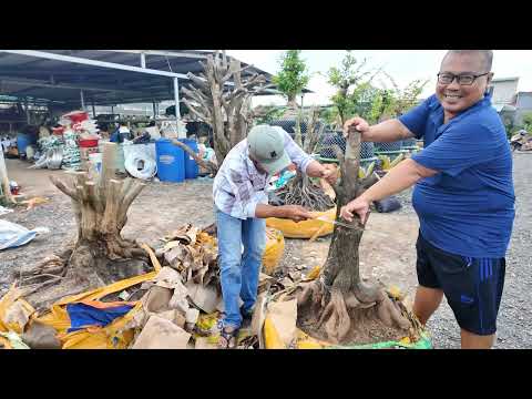 Cắt tạo dáng mai lùm mai chà sửa thế 3 cây tứ quý đẹp vườn mai An Khang rất thích AE bình luận góp ý