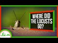 Understanding Locusts and Their Extinction