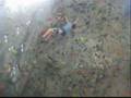 Rock Climbing Fall Rock Climbing Fall