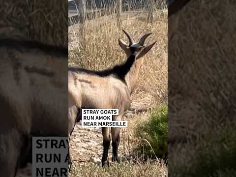 Stray goats run amok near Marseille