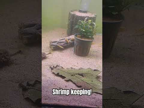 shrimp rack! #shrimp #neocaridina #shrimpkeeping 