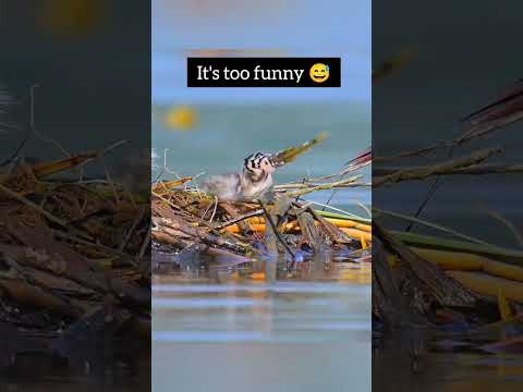 A Bird Feeding Its Baby | Heart-Touching Nature Moment 🐦❤️ #natureshorts #birdfading #birds #trend