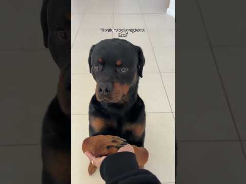 MY SHAYLA 🥹 @nalatheneedyrottie #rottweiler