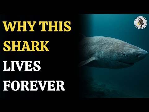 Why This Shark Lives Forever: The Secret Behind Its 400-Year Lifespan | WION Podcast