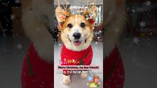 Dog: Aren't my new clothes beautiful 🥳