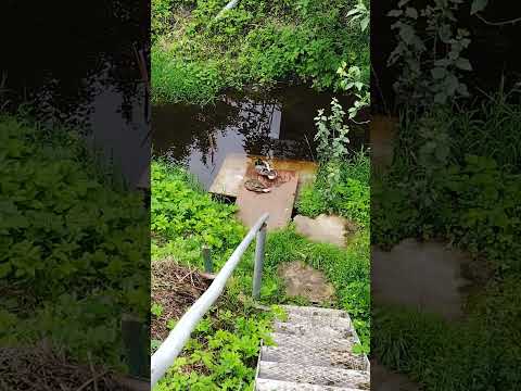 fat ducks #cute #summer #nature #tiktok