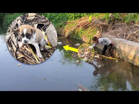 Teased and stuck in the ditch, the puppy cried out for his mother until exhausted