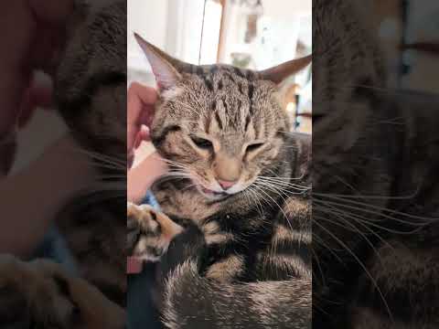 Le bonheur tient en 3 mots : gratouilles, câlins et dodo 🐱