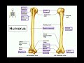 Humerus Anatomy and Functions