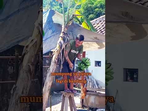 Video Viral ! Pria ini curi pisang setandan dengan cara yang tidak biasa bikin ngakak #viralshort