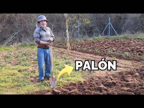 Cómo cavar la huerta con el palón o pala plana a los 75 años