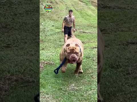 Animal Transformation 💥 Before and After.! #pet #dog #cute #shorts #amazingtransformation #supercute