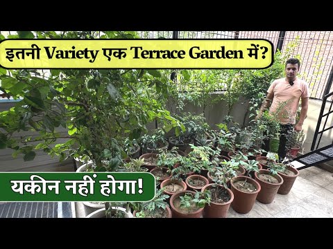 50+ Plant Variety और 4 Gamla Types – ऐसा Terrace Garden पहले नहीं देखा होगा!